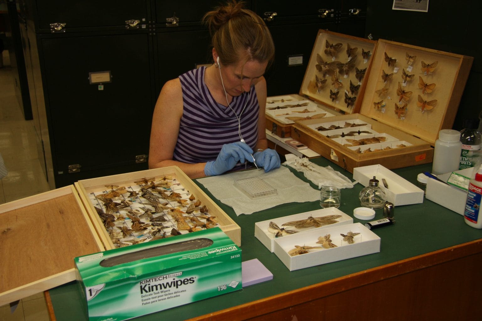 Natural History Collection Process Collections – Centre for Biodiversity Genomics