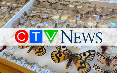 The CTV News logo in front of an array of pinned insects.