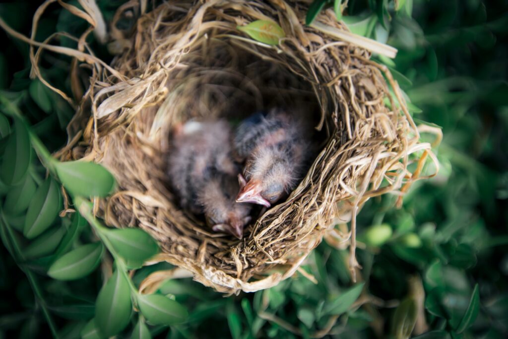 nestlings in a bird nest