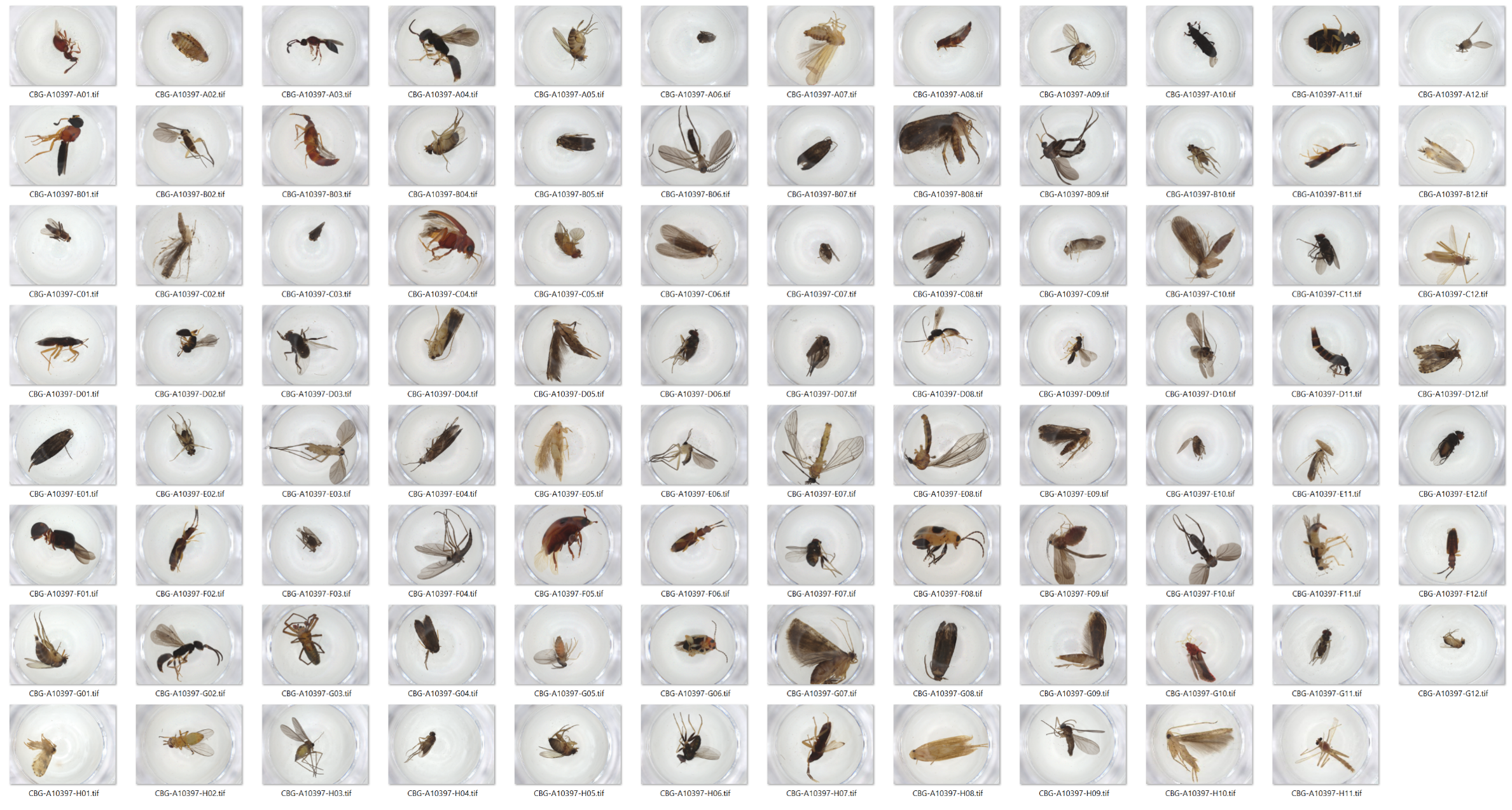 This dataset comprises of 5,675,731 images of mostly terrestrial arthropod specimens. The dataset contains images for specimens sampled from 1,698 sites in 48 countries. The image size is 2880 x 2160 pixels before cropping. This translates into an average size of 17.9MB for a tif-file and 1.88 MB for a jpg-file. The figure shows an array of 95 images taken with a using a Keyence VHX-7000 Digital Microscope system, the empty space at the bottom right corresponds to an empty control well in the source microplate.