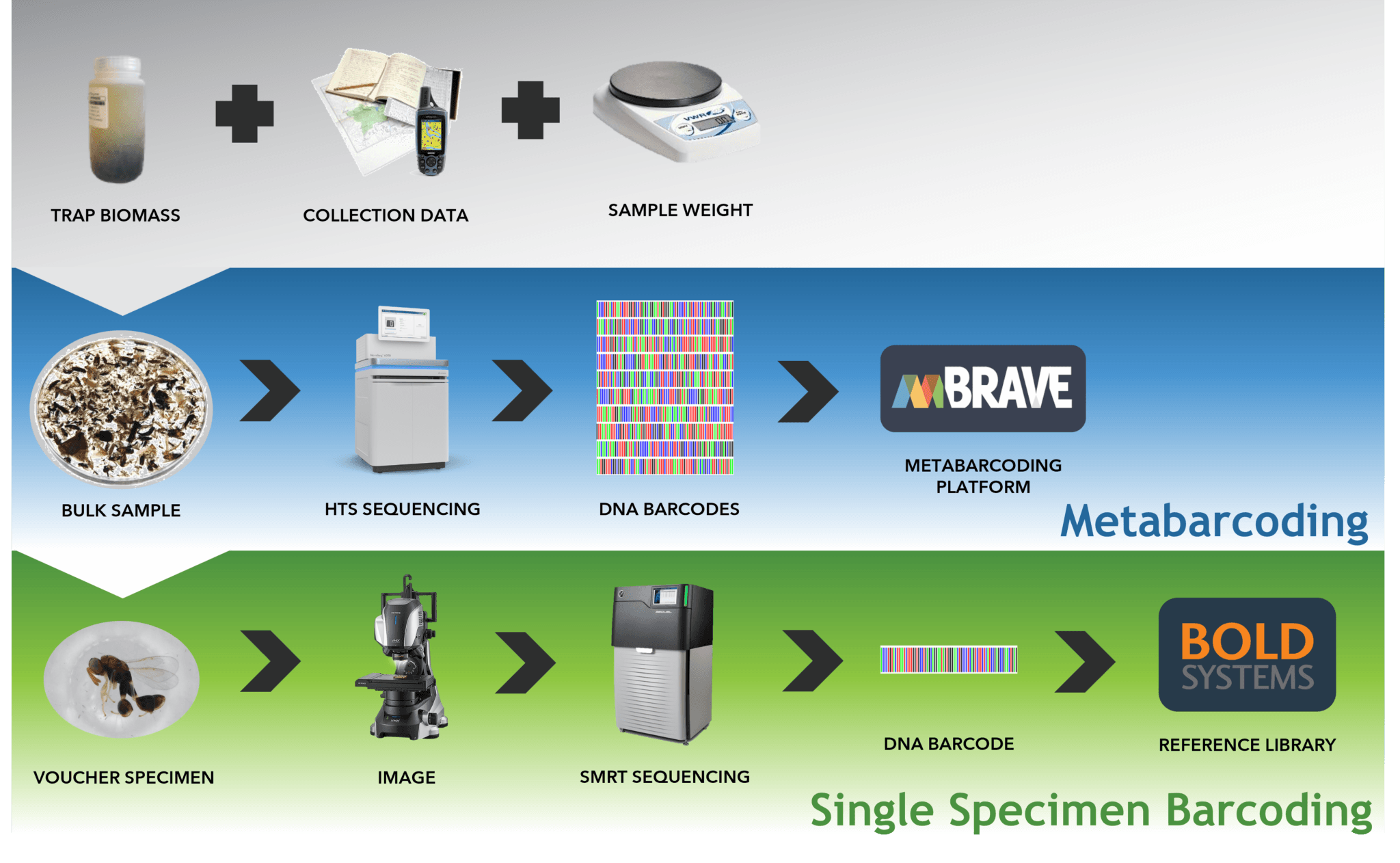 Standard Biotools Barcoding BIOSCAN Resources – Centre for Biodiversity Genomics